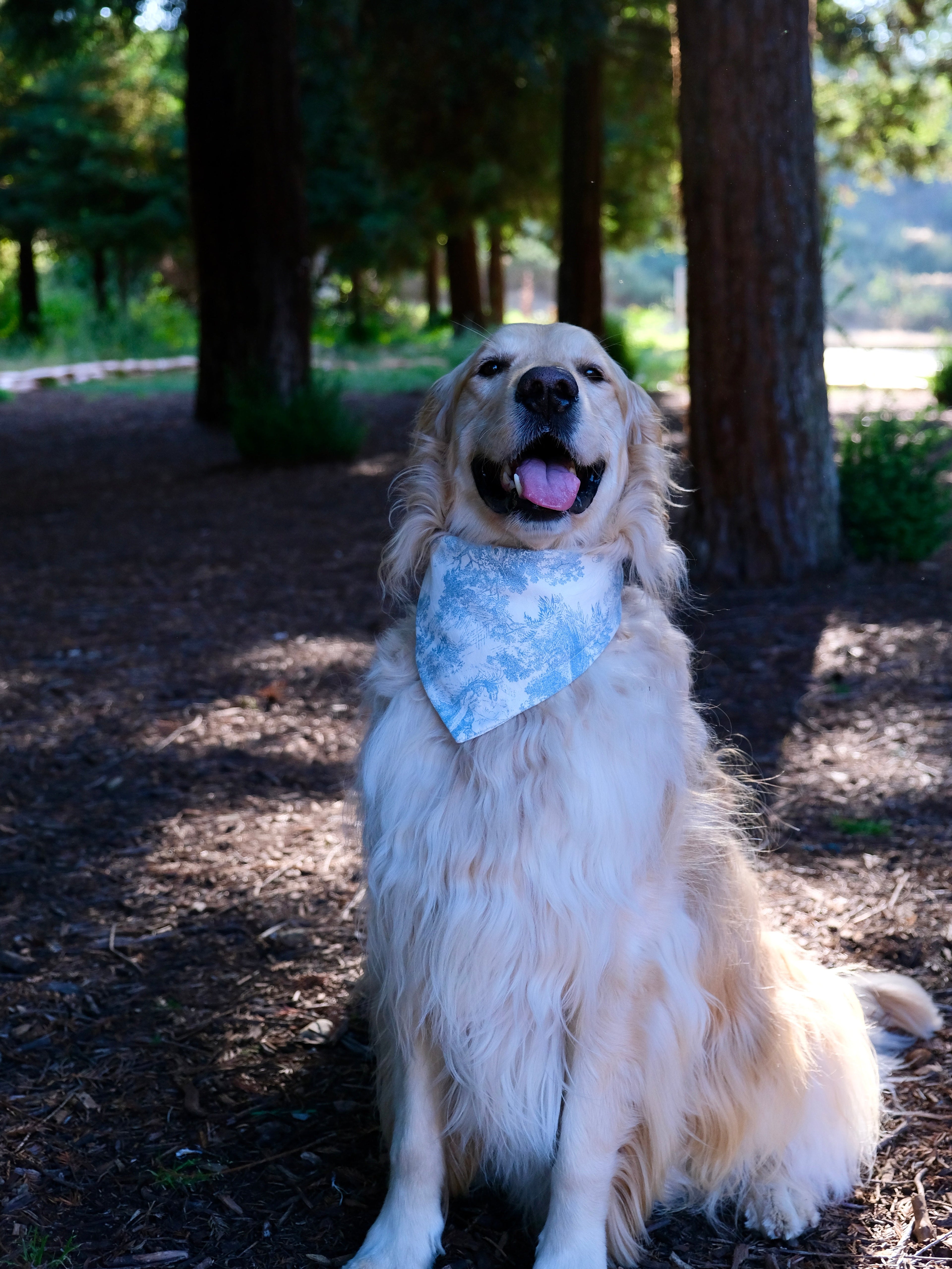 Dog wearing handmade snap-on cotton bandana by WildEase Pet, photographed outdoors under pine trees