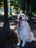 Whisker Dreams - Cotton Dog Bandana