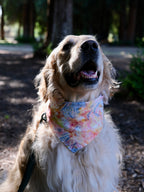 Whisker Dreams - Cotton Dog Bandana