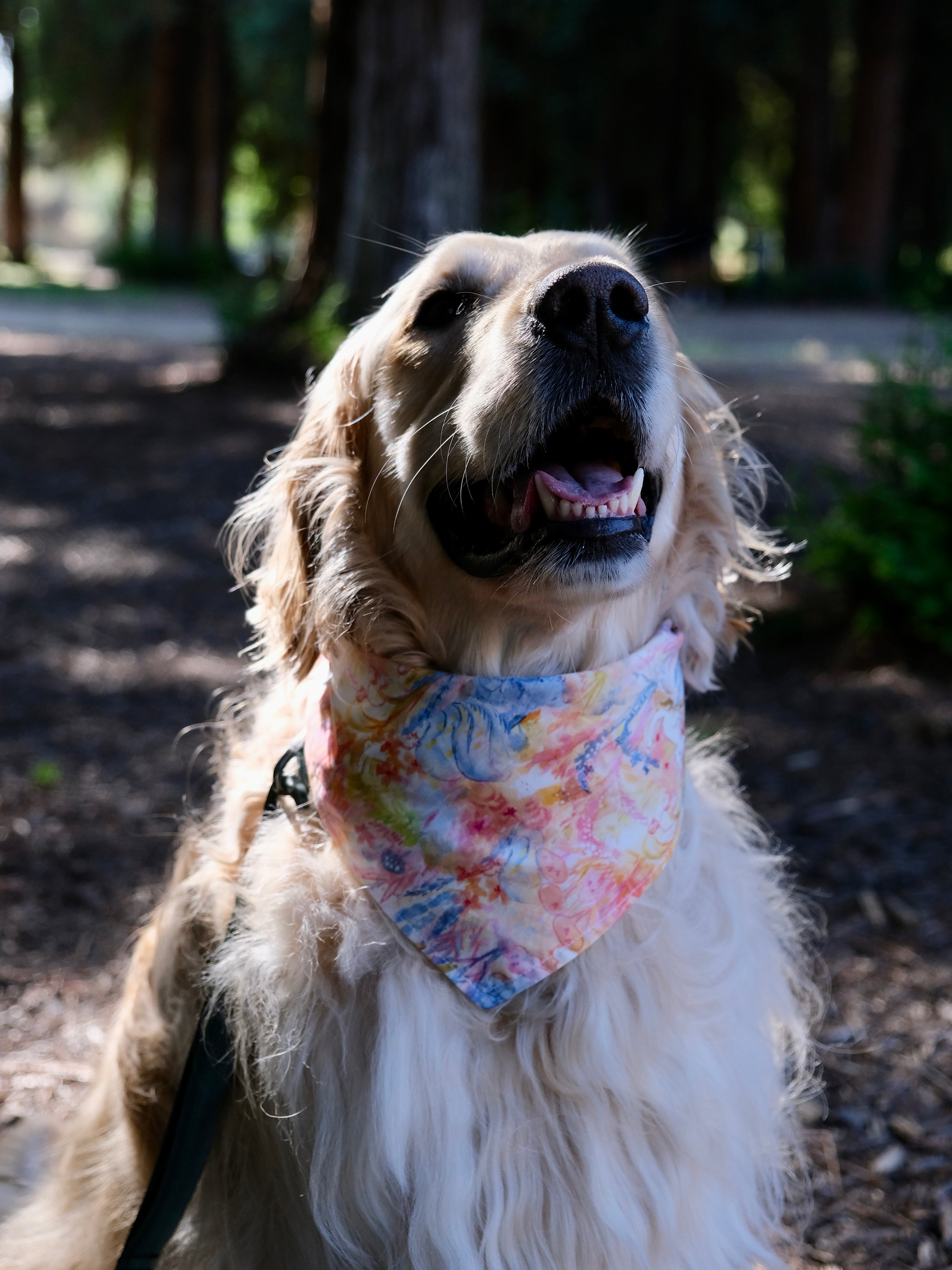 Whisker Dreams - Cotton Dog Bandana