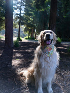 Picnic Dreams - Cotton Dog Bandana