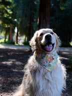 Picnic Dreams - Cotton Dog Bandana