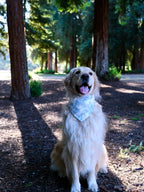 Bluewood Grove - Cotton Snap on Dog Bandana