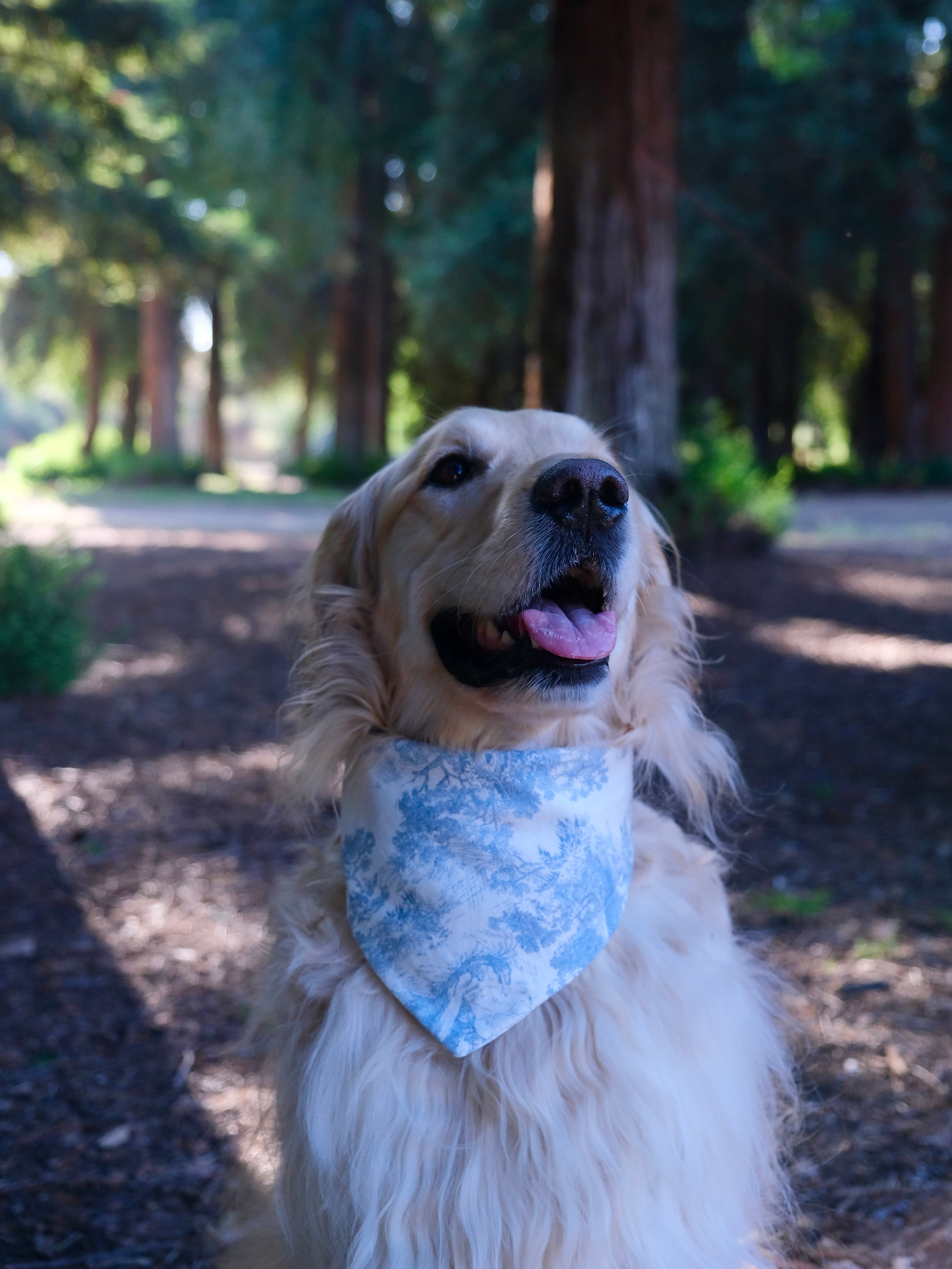 Bluewood Grove - Cotton Snap on Dog Bandana