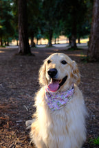 Purple Blossom - Cotton Dog Bandana