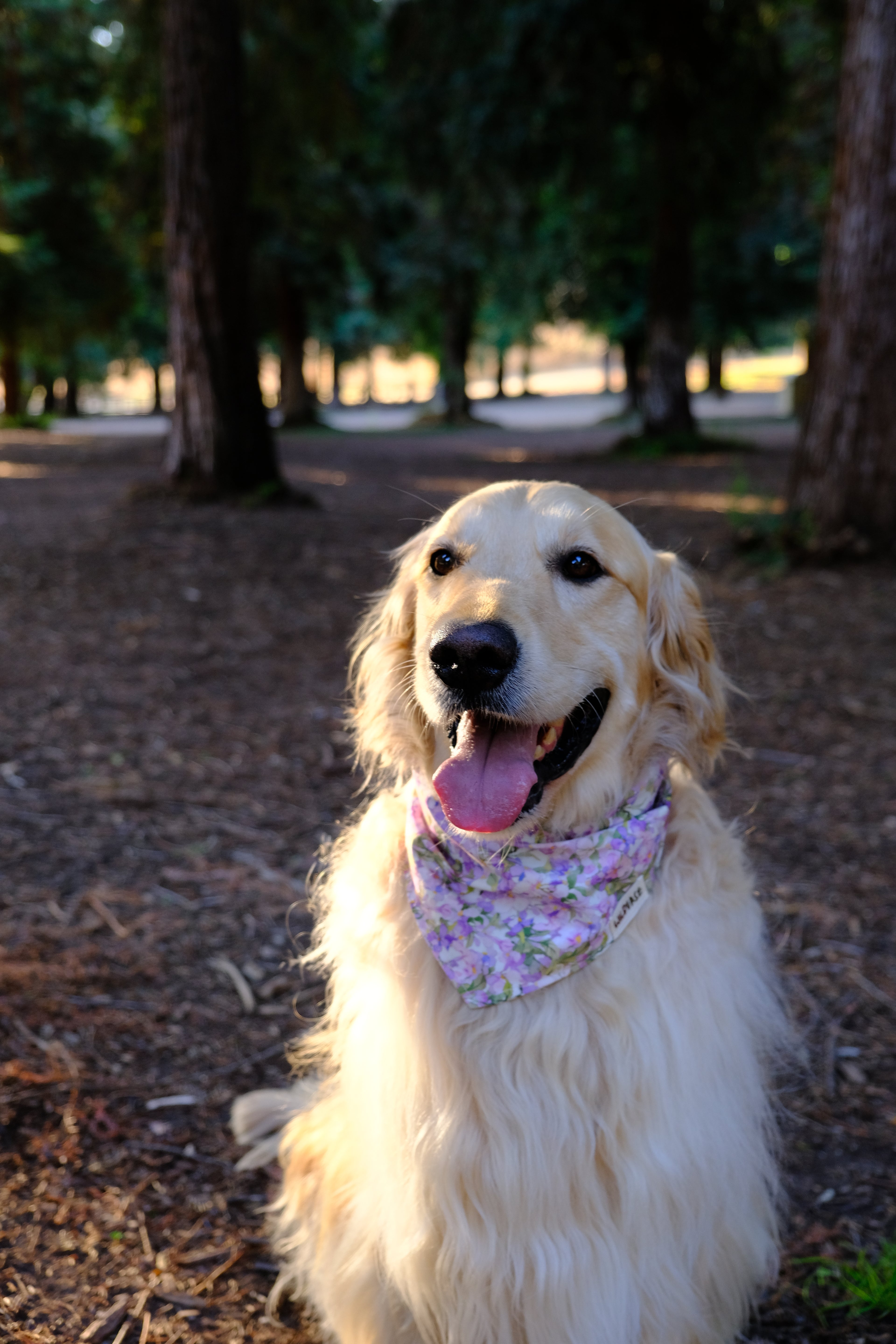 Purple Blossom - Cotton Dog Bandana
