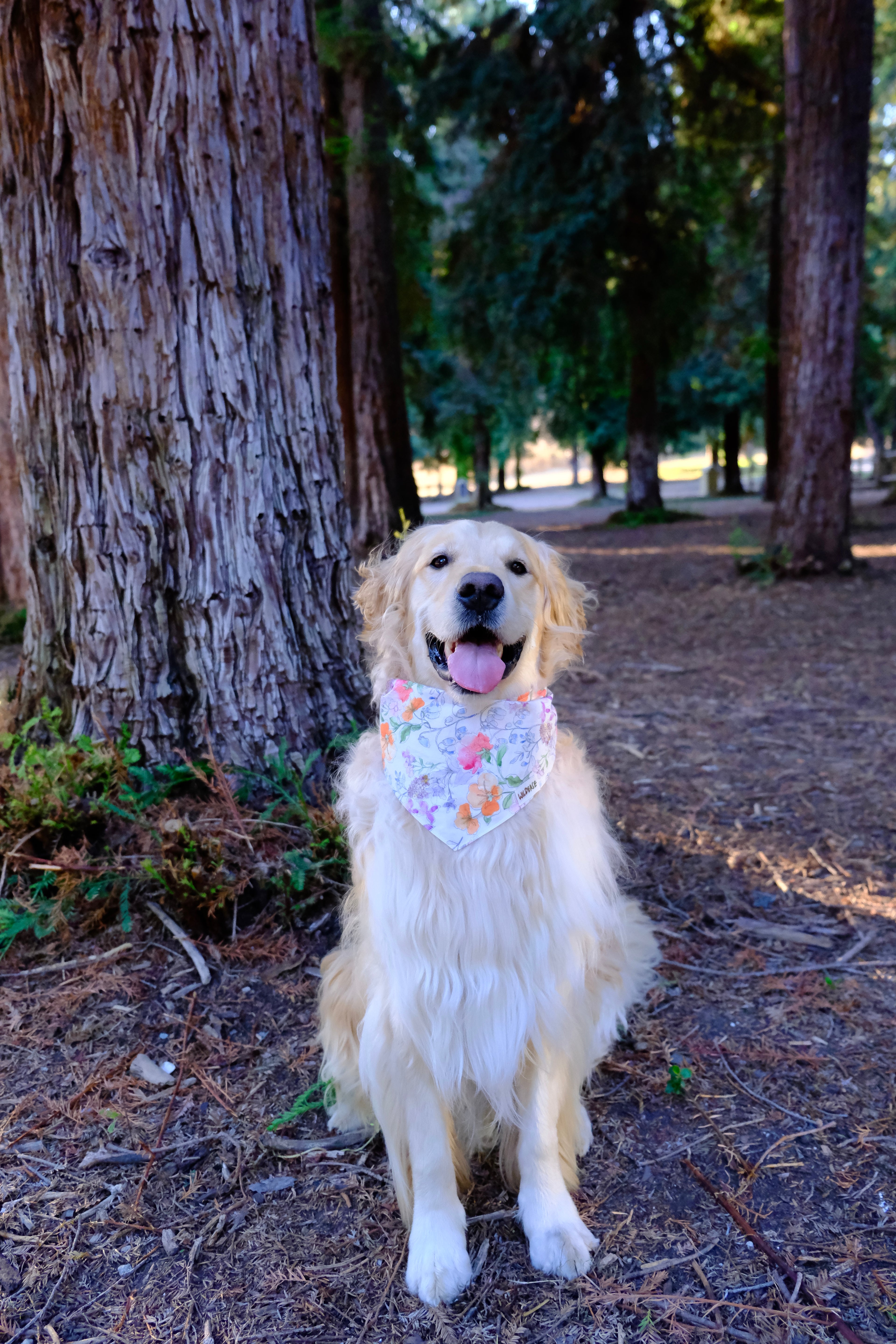 Watercolor Wildflower - Cotton Dog Bandana
