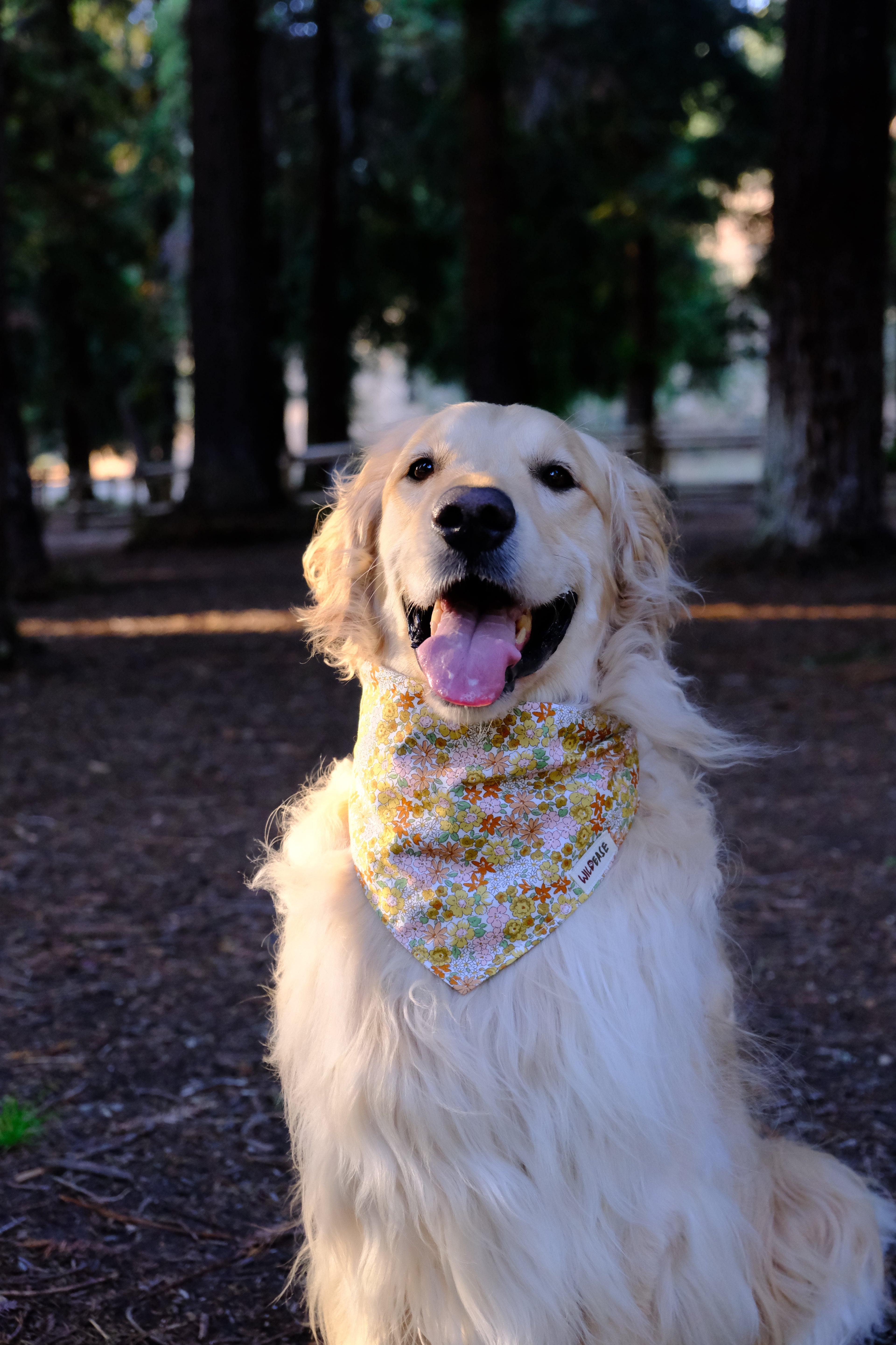 Golden Daisy - Cotton Dog Bandana