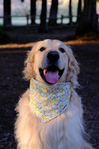 Sunflower Hill - Cotton Dog Bandana