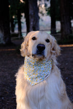 Sunflower Hill - Cotton Dog Bandana