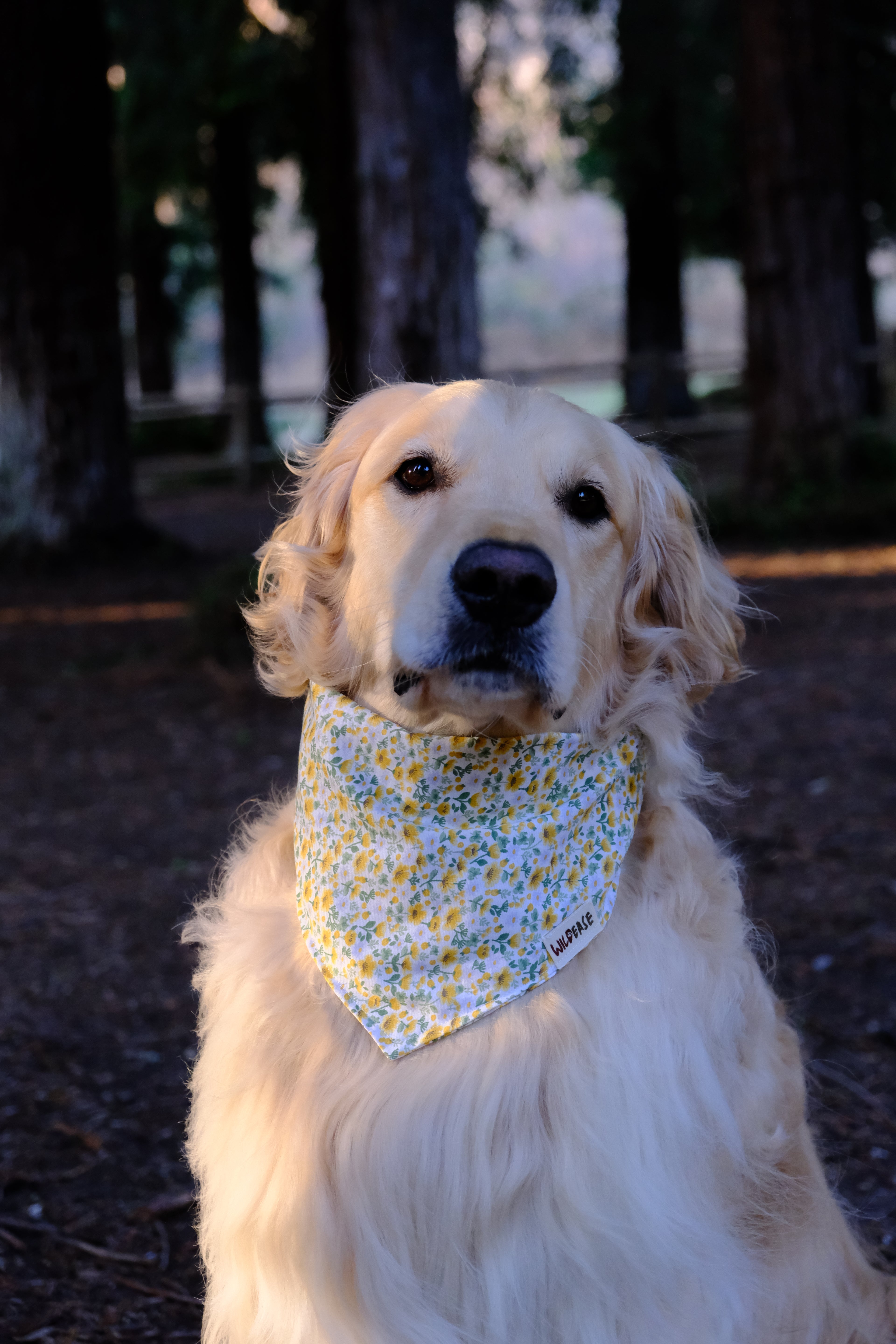 Sunflower Hill - Cotton Dog Bandana