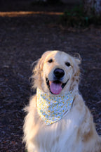 Sunflower Hill - Cotton Dog Bandana