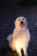 Blush Garden - Cotton Dog Bandana