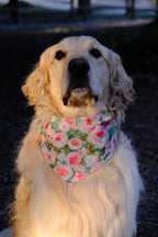 Blush Garden - Cotton Dog Bandana