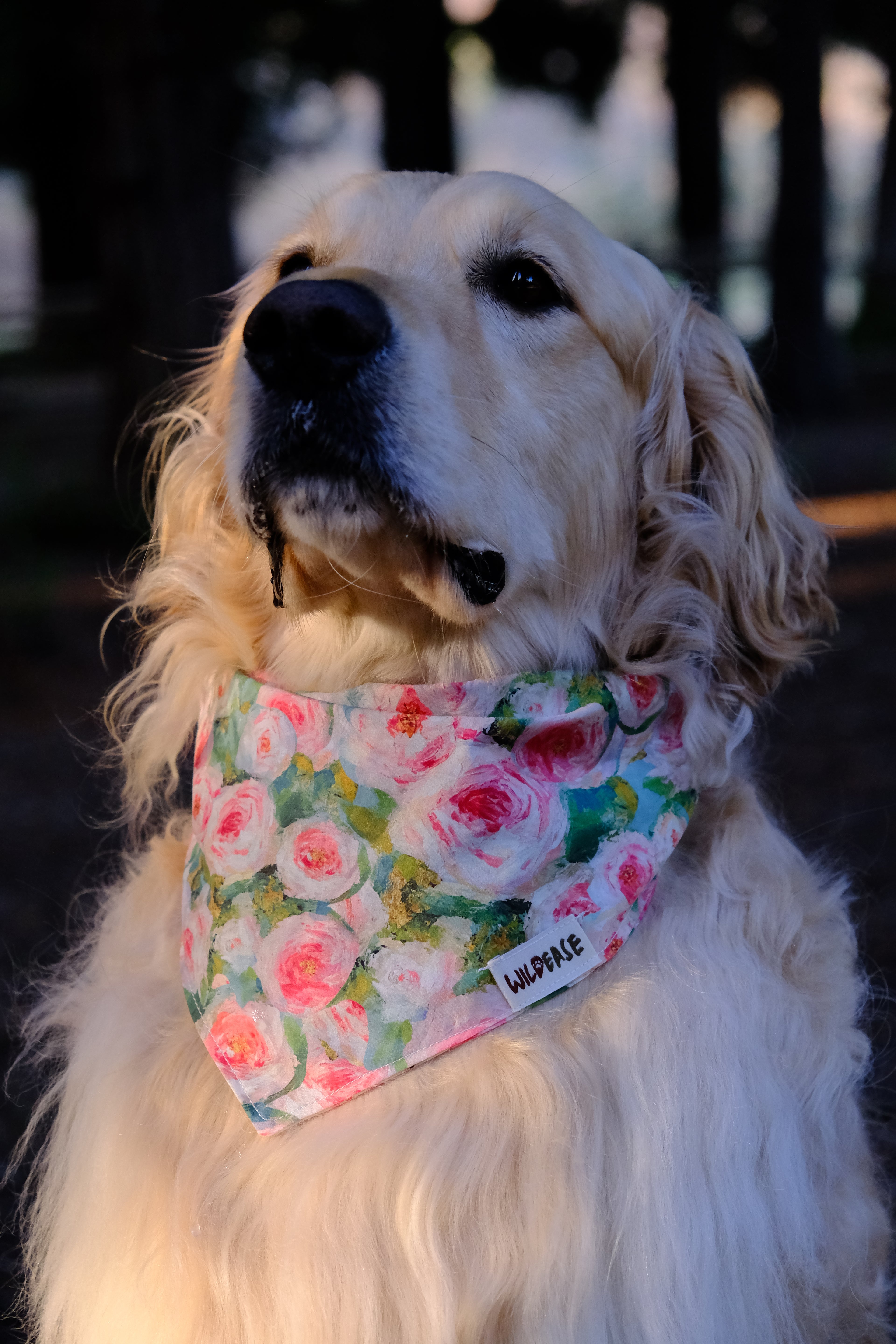 Blush Garden - Cotton Dog Bandana