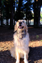 Woodland Moss - Cotton Dog Bandana