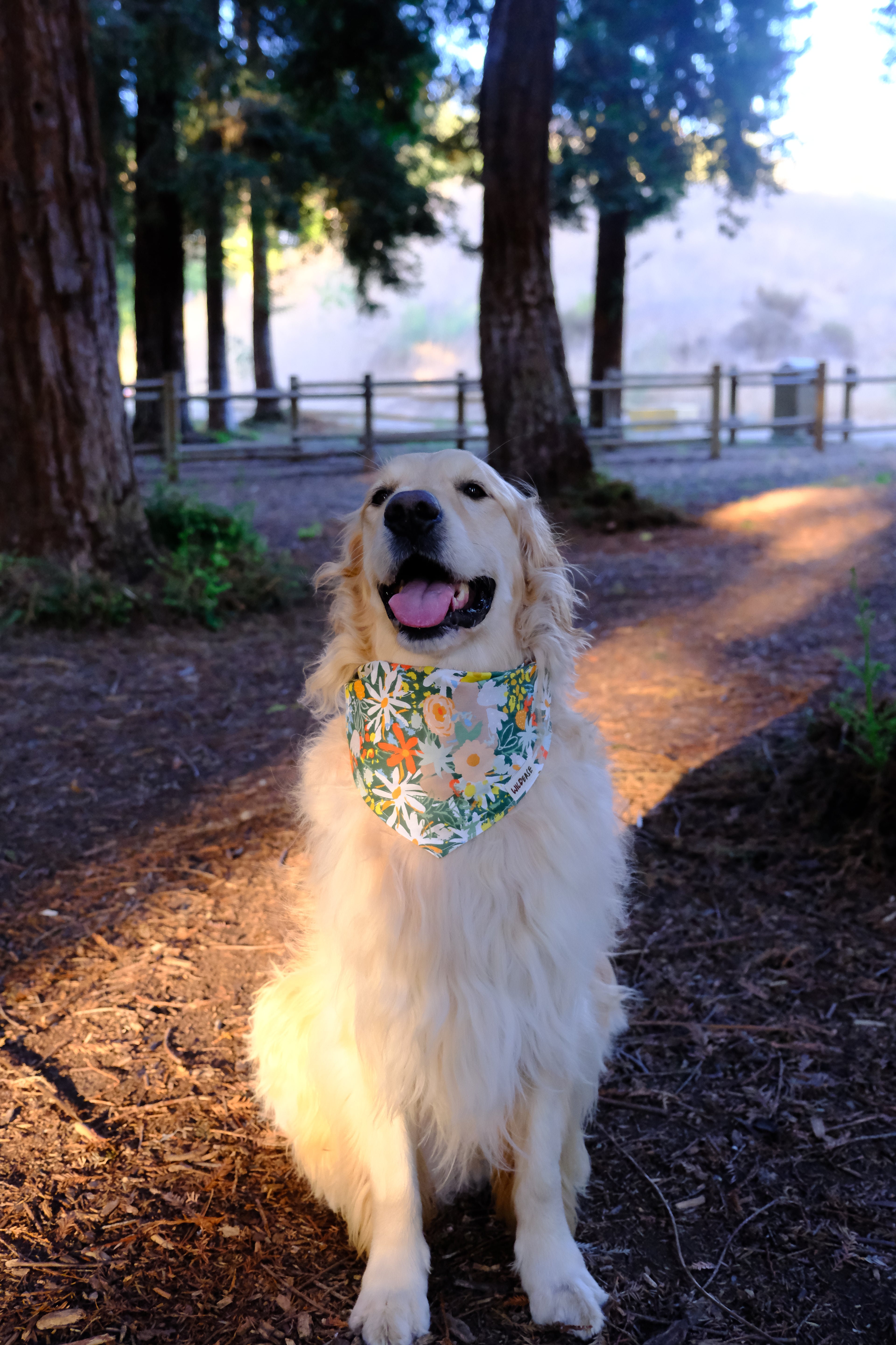 Tuscany Daisy - Cotton Dog Bandana
