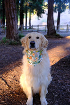 Tuscany Daisy - Cotton Dog Bandana