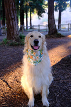 Tuscany Daisy - Cotton Dog Bandana