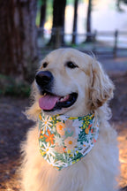Tuscany Daisy - Cotton Dog Bandana