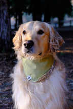 Olive & Coral - Reversible Cotton Dog Bandana