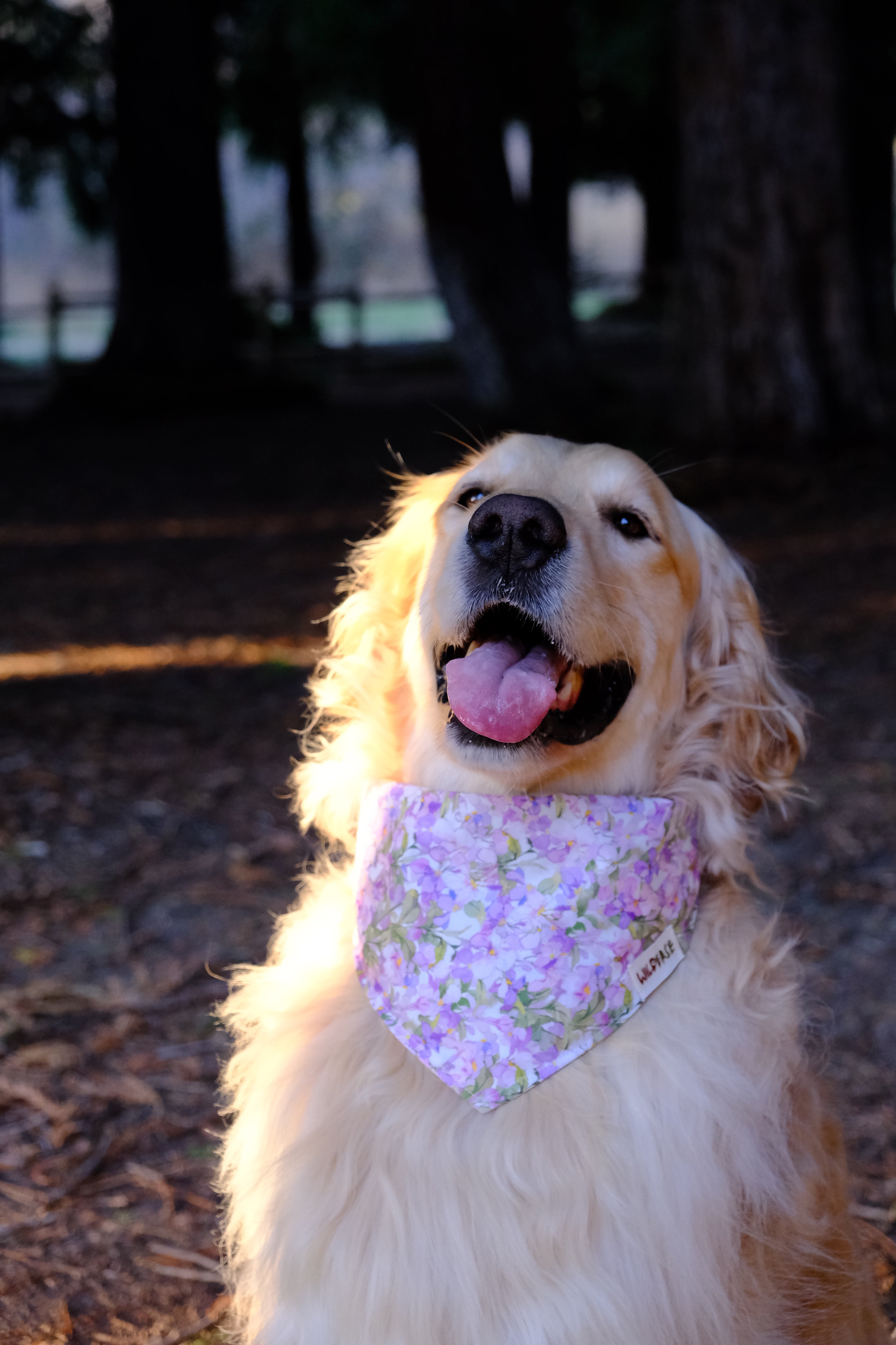 Purple Blossom - Cotton Dog Bandana