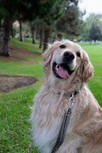 Basalt Cliff - Handmade Lightweight Dog Leash