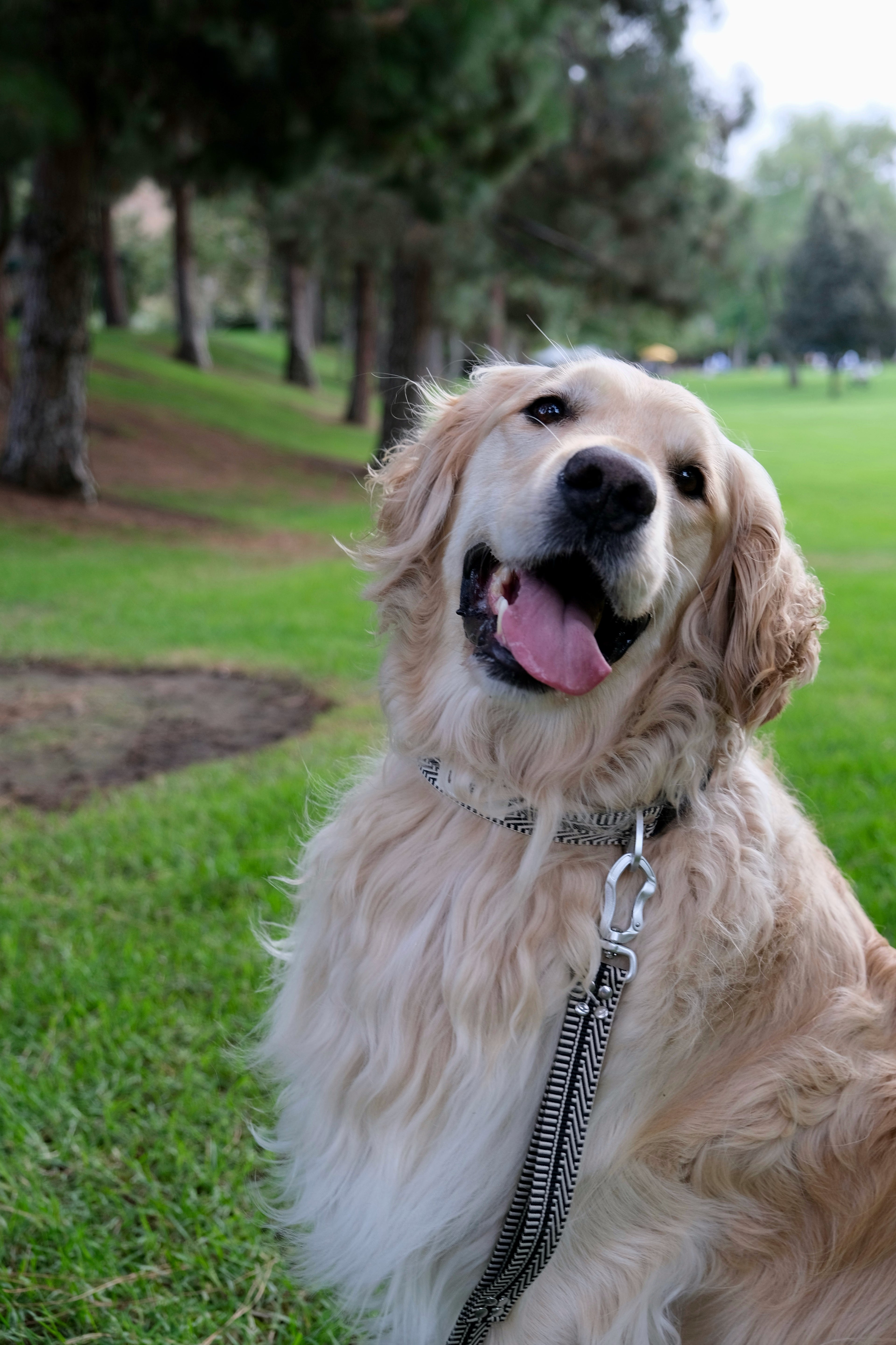 Basalt Cliff - Handmade Lightweight Dog Collar