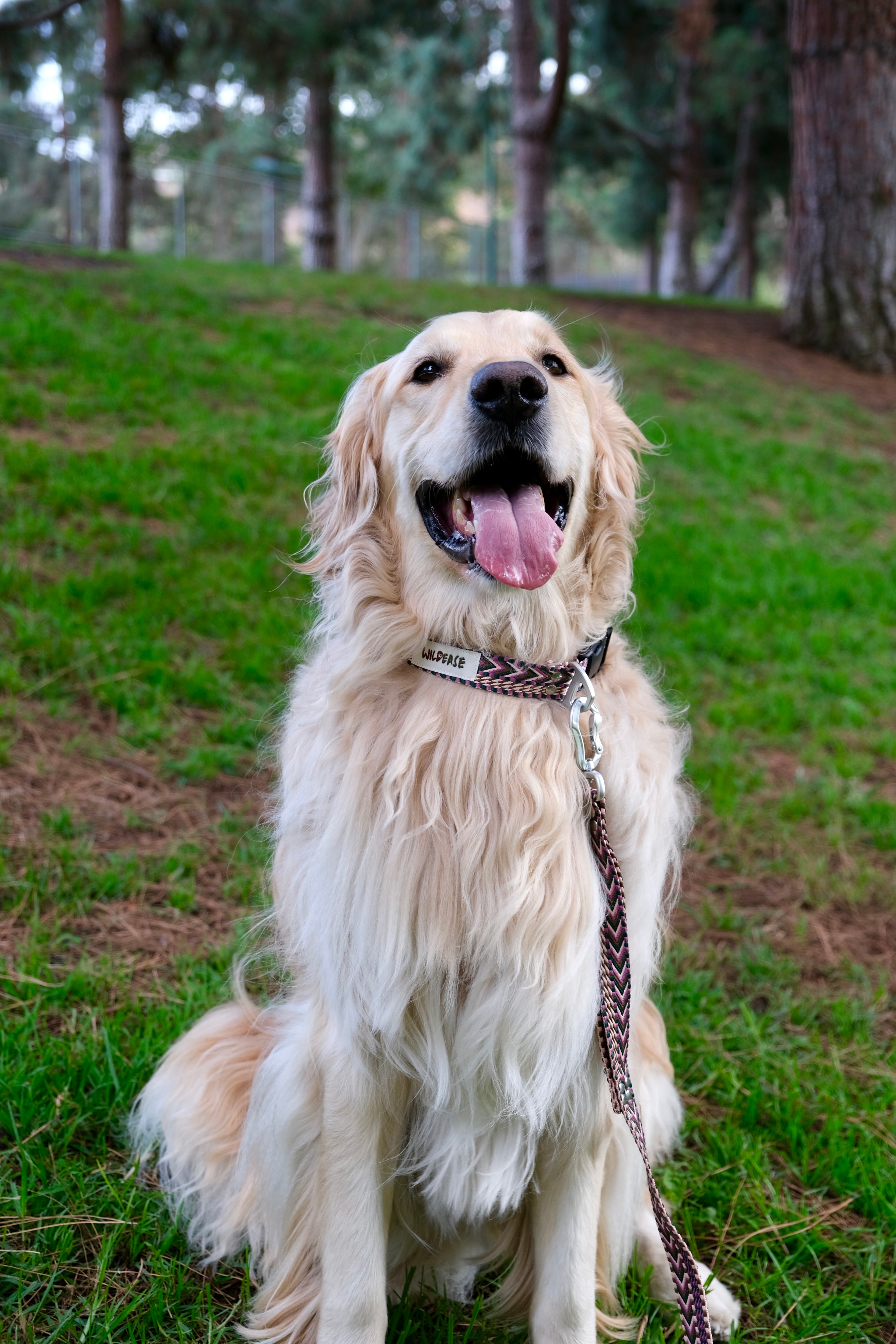 Plum Dusk - Handmade Lightweight Dog Collar