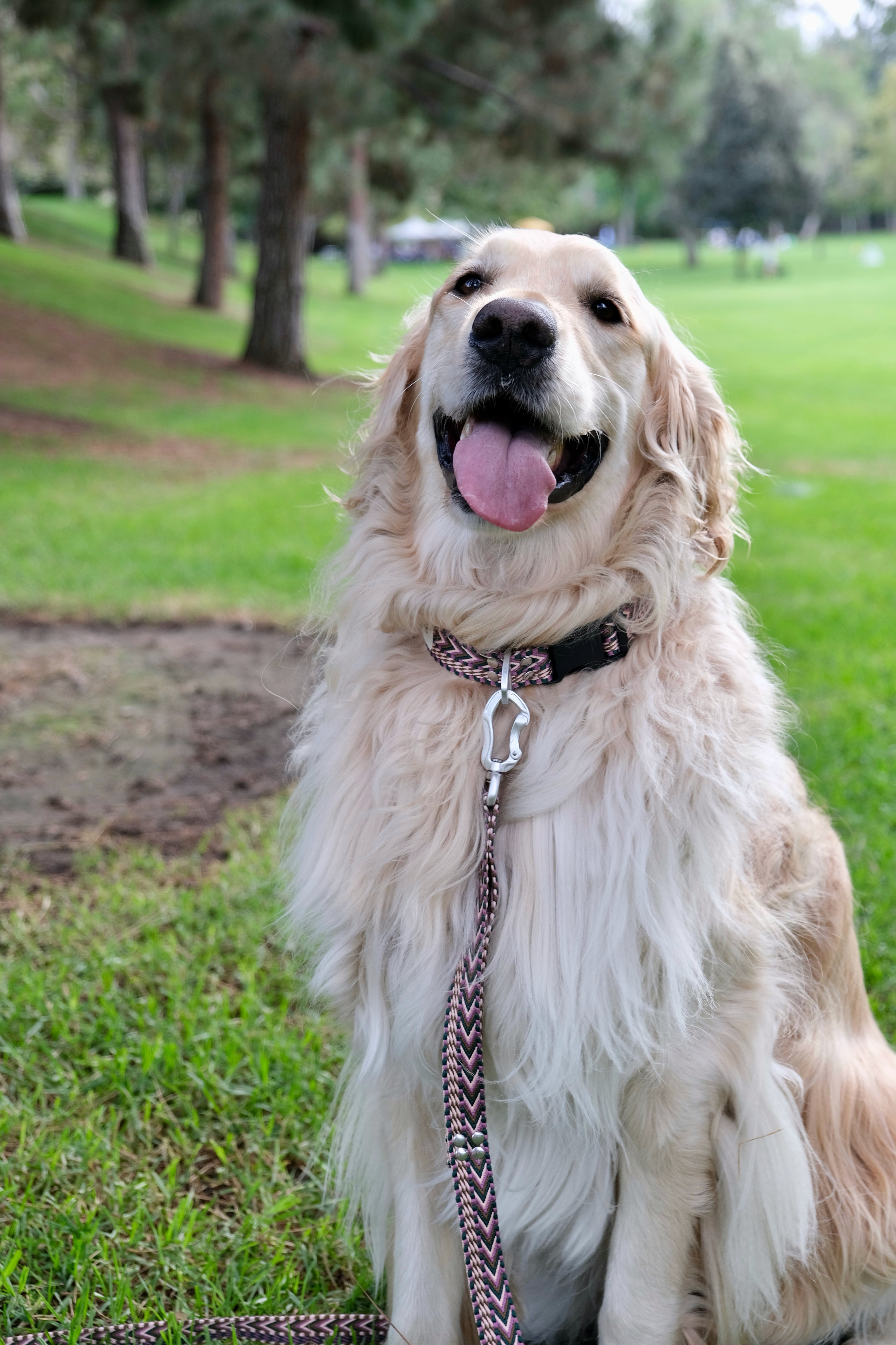 Plum Dusk - Handmade Lightweight Dog Collar