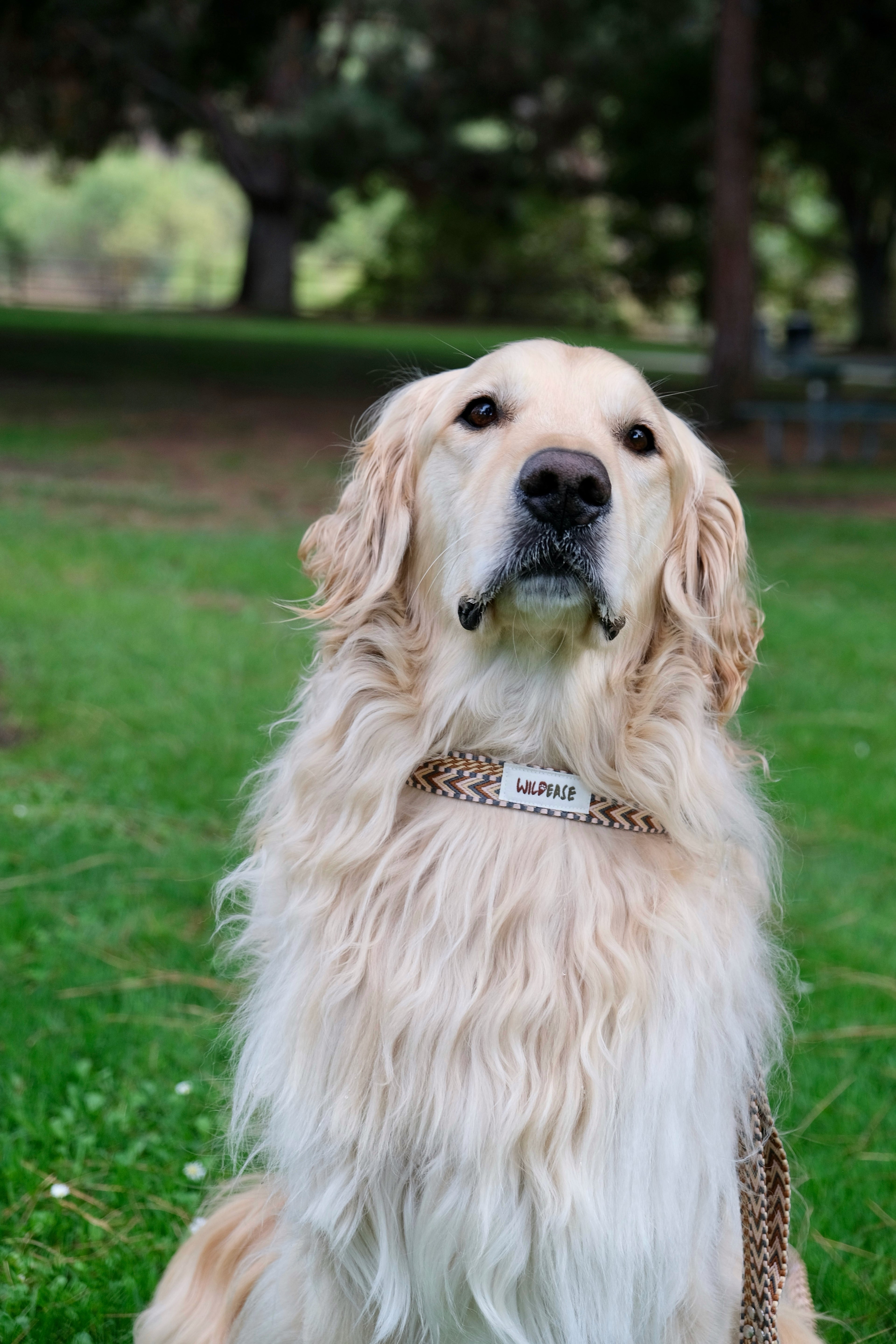 Canyon Glow - Handmade Lightweight Dog Collar