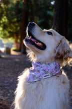 Purple Blossom - Cotton Dog Bandana