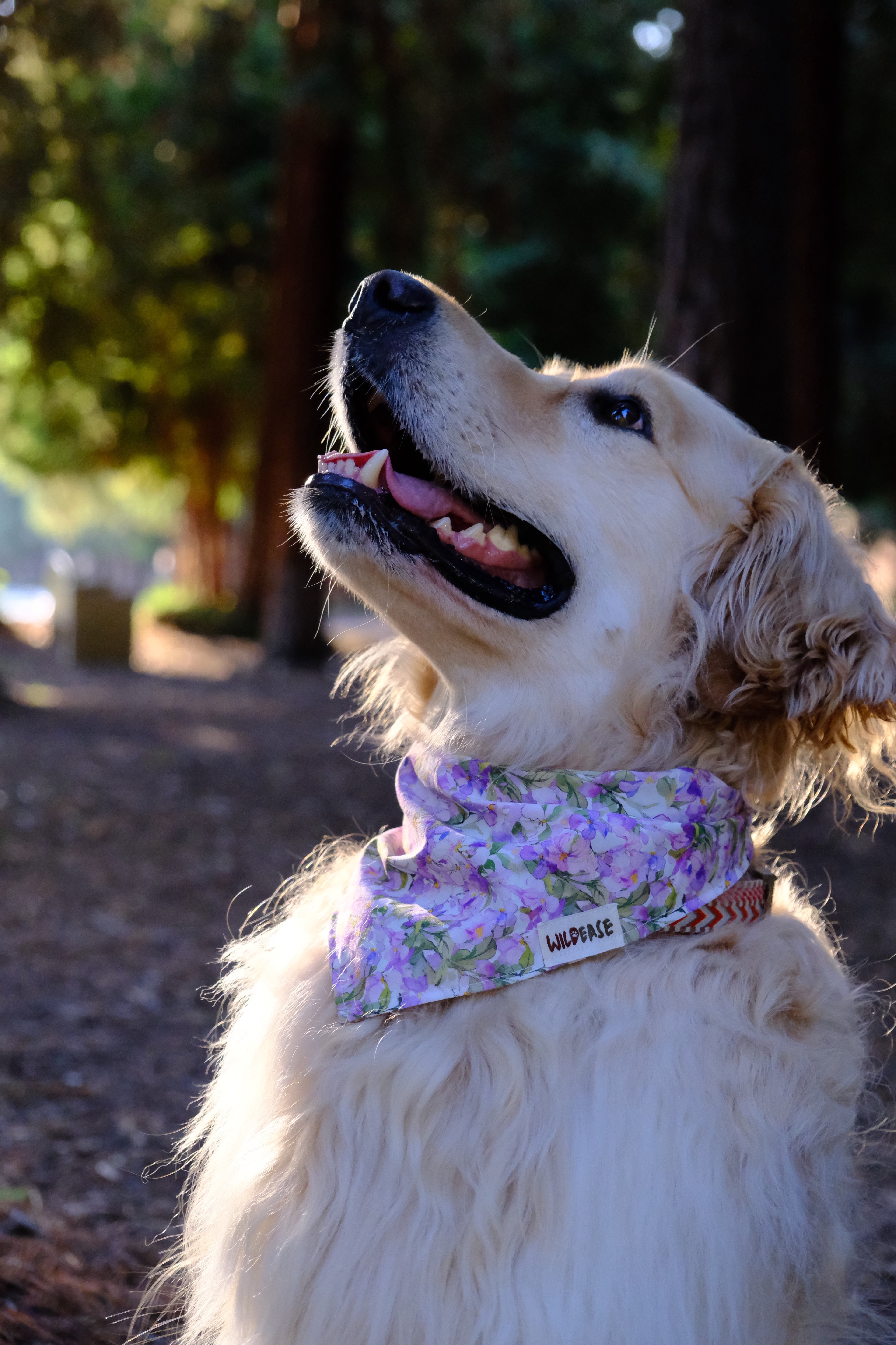 Purple Blossom - Cotton Dog Bandana