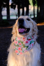 Blush Garden - Cotton Dog Bandana