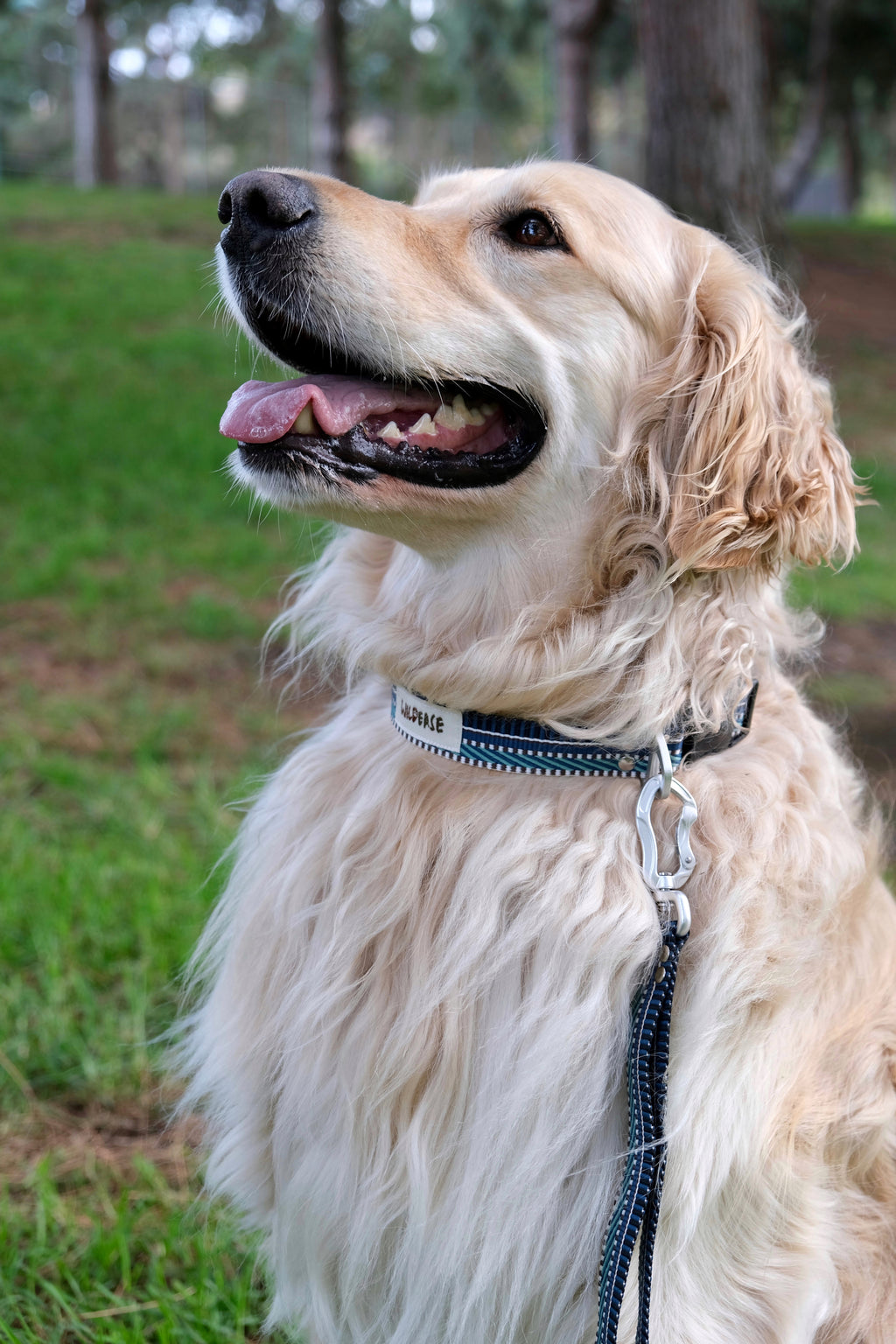 Azure Wave - Handmade Lightweight Dog Leash