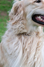 Canyon Glow - Handmade Lightweight Dog Collar