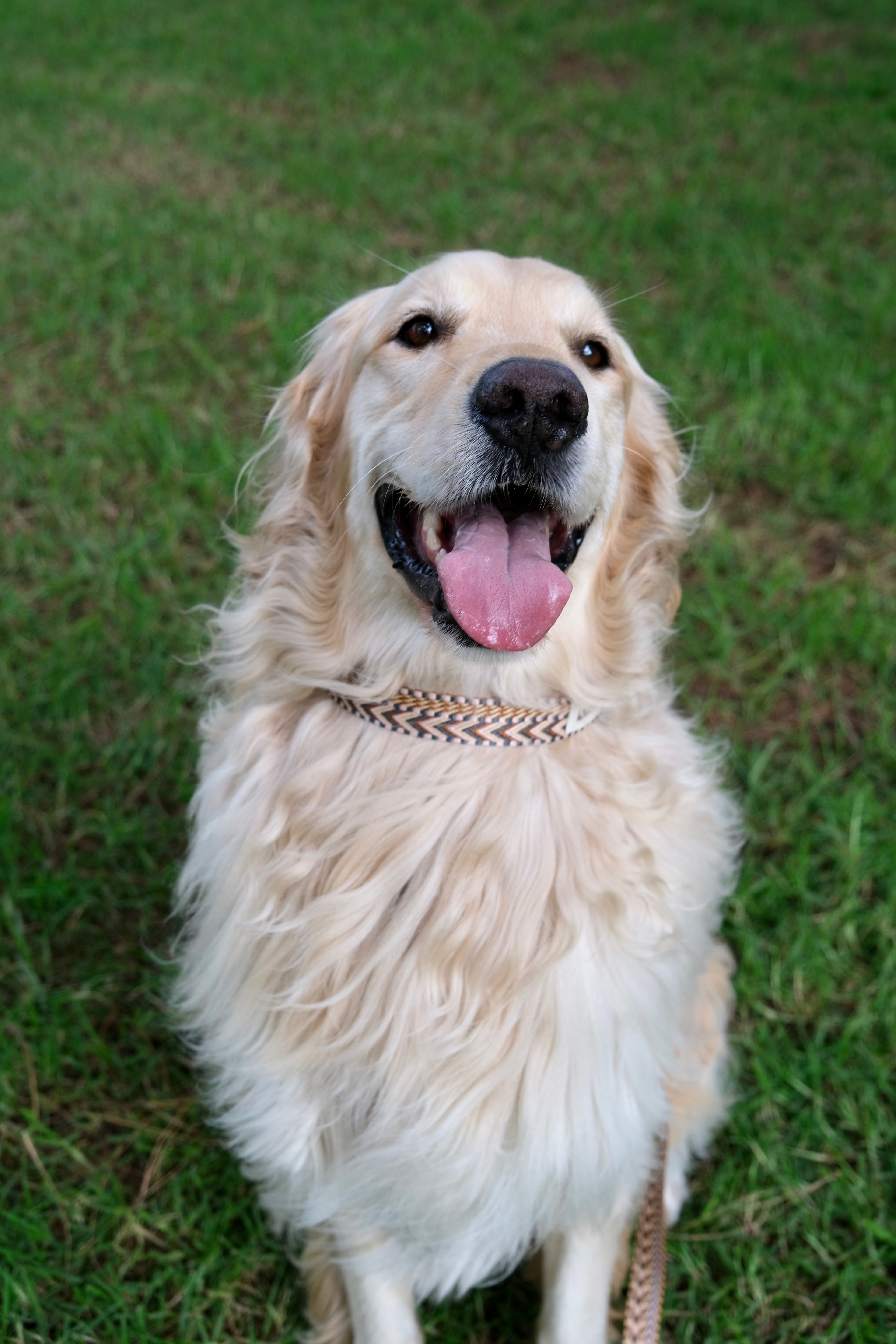 Canyon Glow - Handmade Lightweight Dog Leash