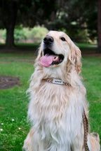 Canyon Glow - Handmade Lightweight Dog Collar