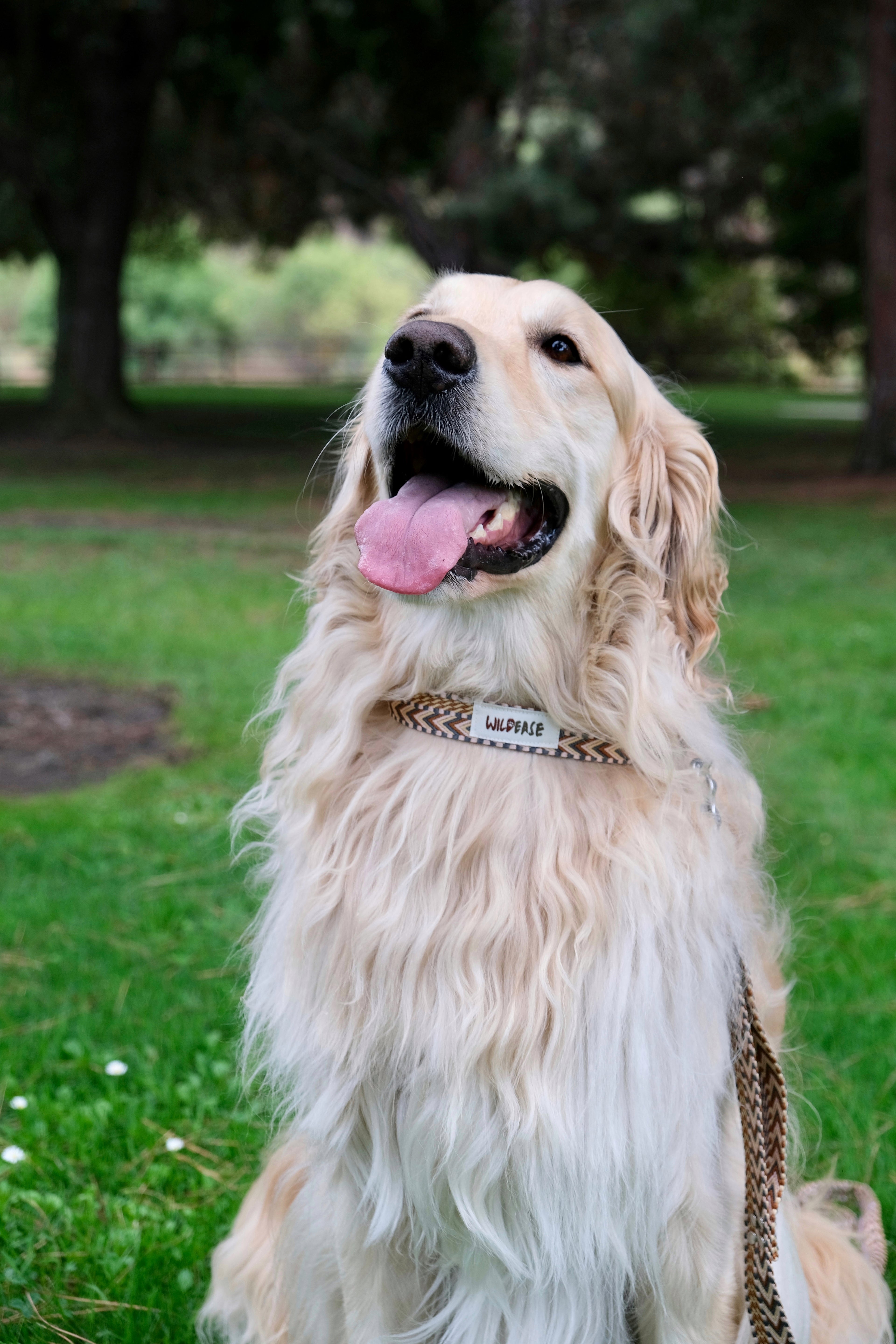 Canyon Glow - Handmade Lightweight Dog Collar