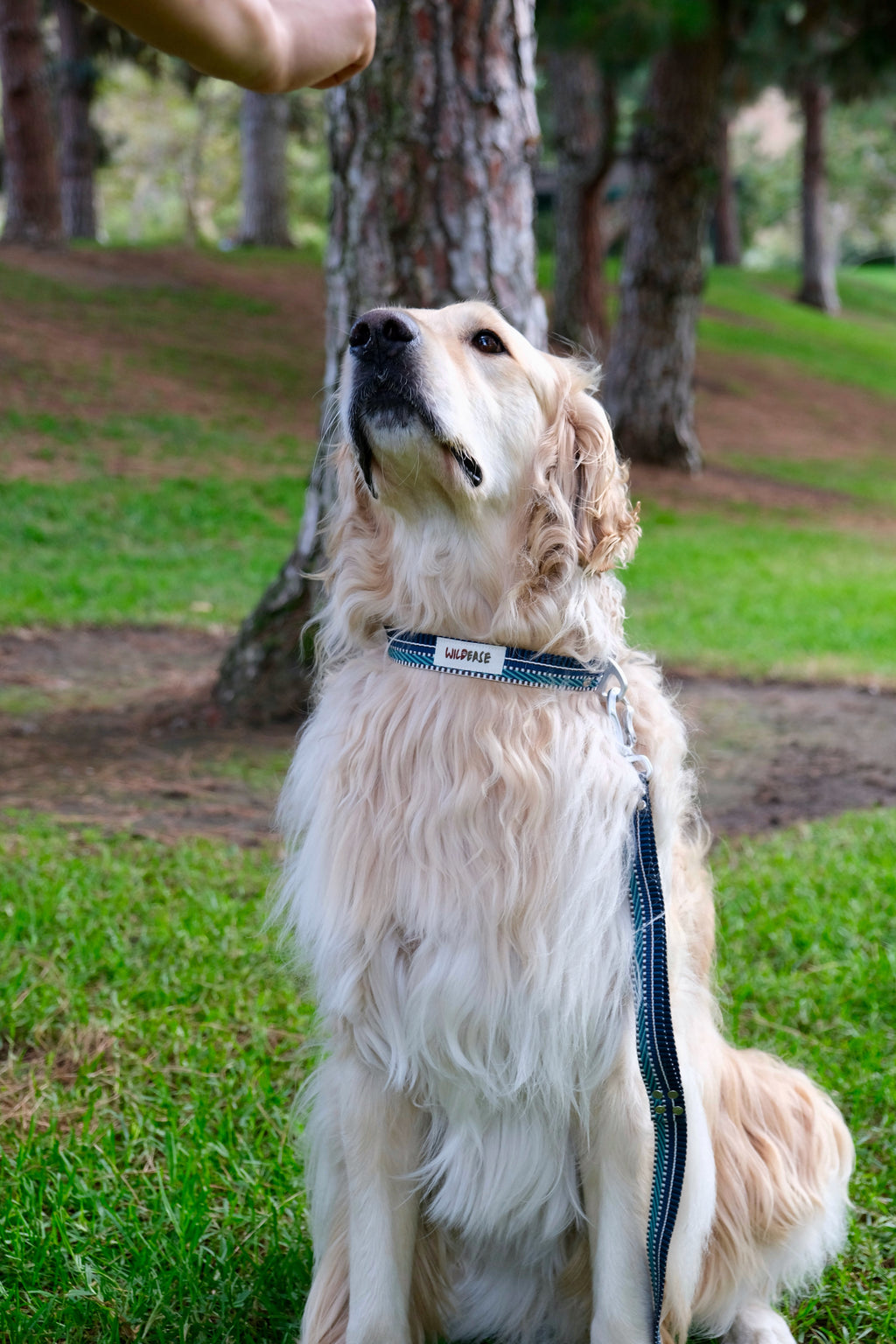 Azure Wave - Handmade Lightweight Dog Leash