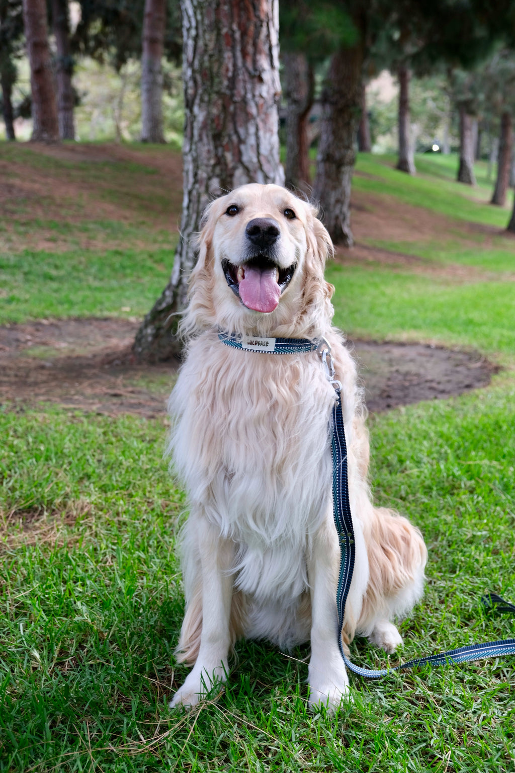 Azure Wave - Handmade Lightweight Dog Leash