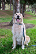 Azure Wave - Handmade Lightweight Dog Leash