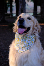 Sunflower Hill - Cotton Dog Bandana