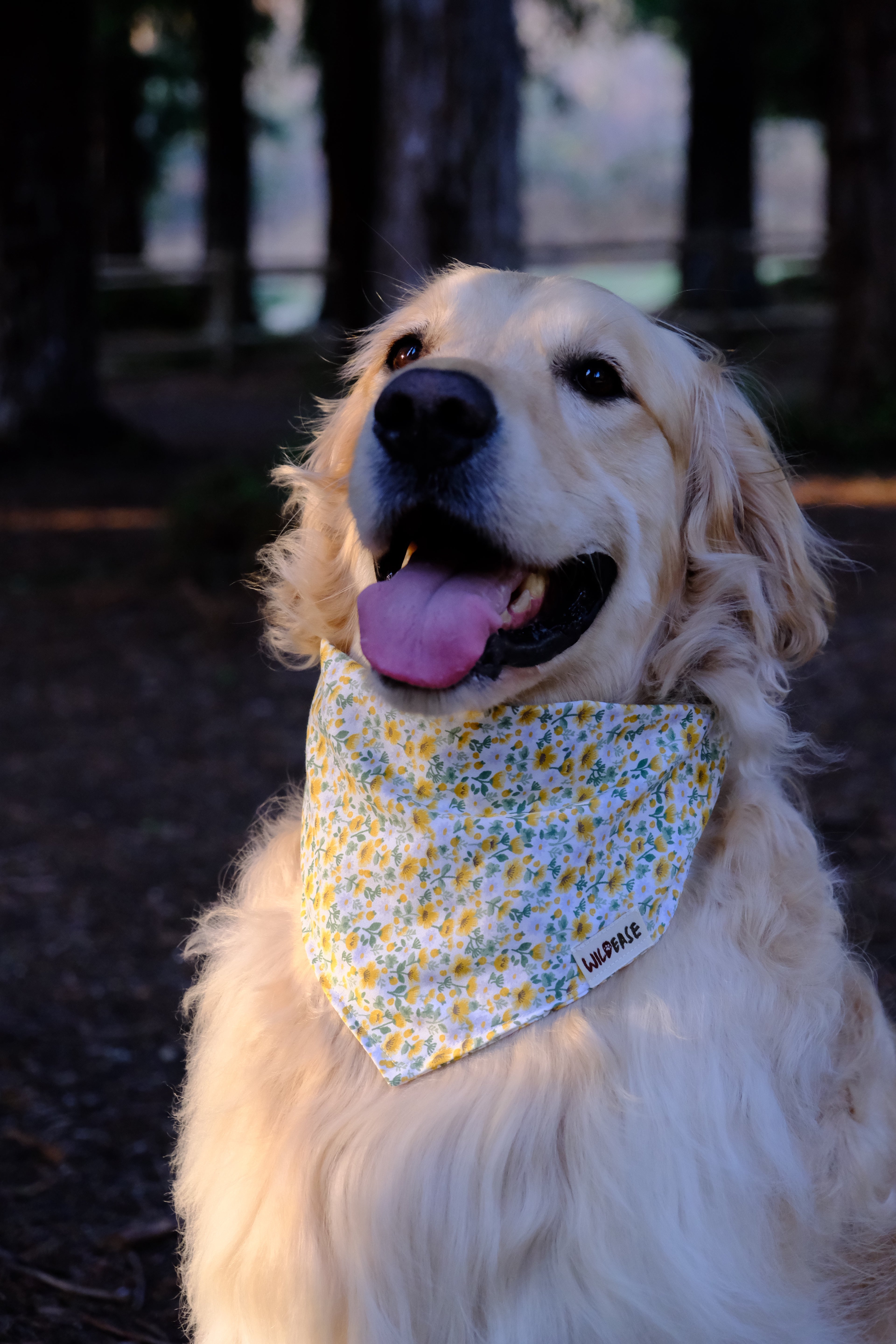 Sunflower Hill - Cotton Dog Bandana
