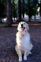 Summer Meadow - Cotton Dog Bandana
