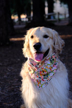 Summer Meadow - Cotton Dog Bandana