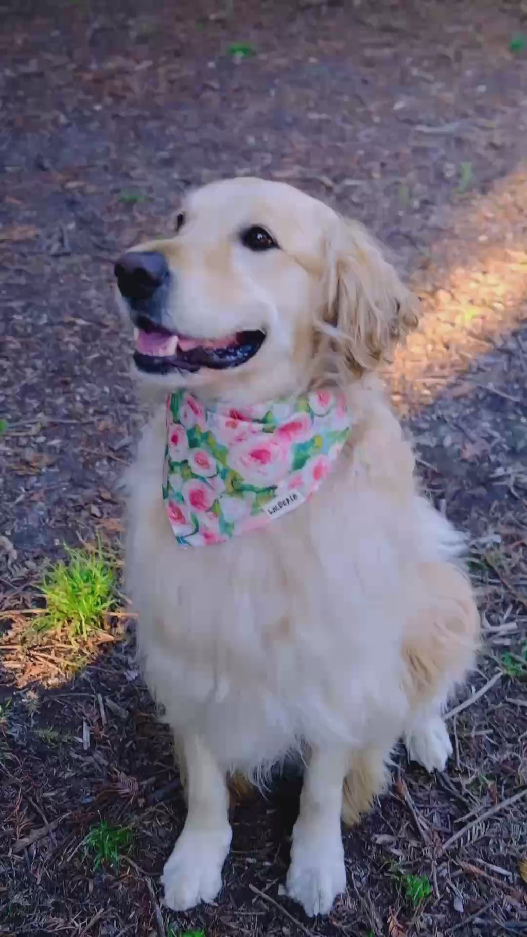 Blush Garden - Cotton Dog Bandana