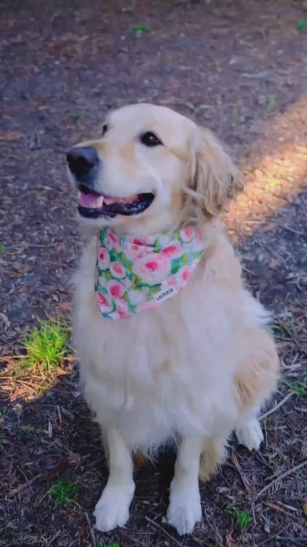 Blush Garden - Cotton Dog Bandana