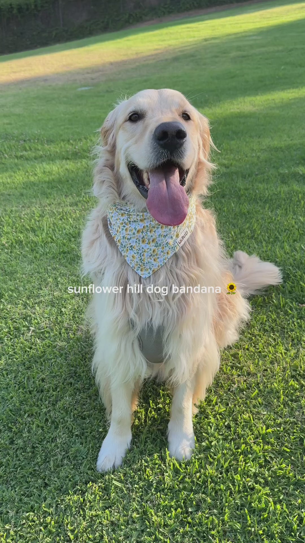 Sunflower Hill - Cotton Dog Bandana